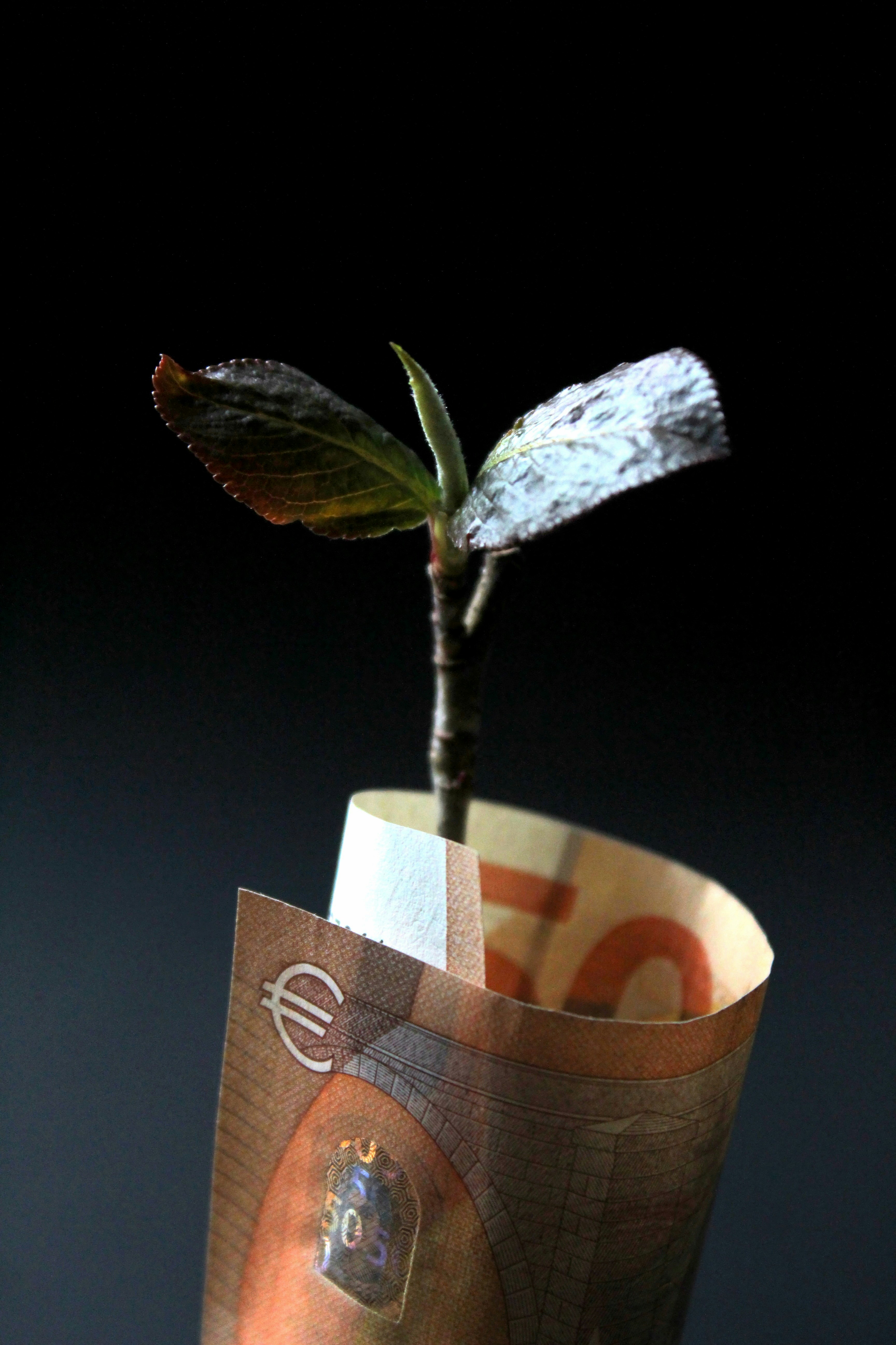 Young plant growing from a folded banknote